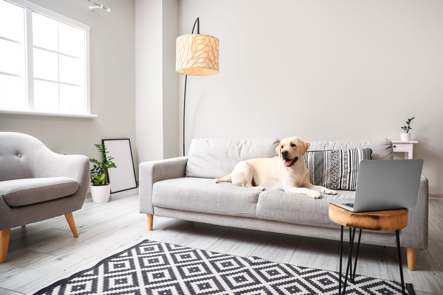 Pet Owners Guide: Keeping Your Home Clean and Fresh with HYLA