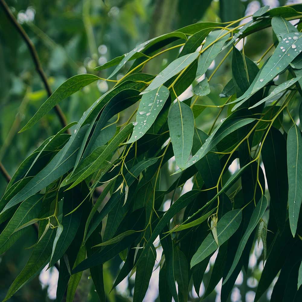 Fragrance Oils - Refresh Kit