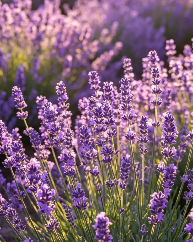 Fragrance Oils - Revitalize Kit